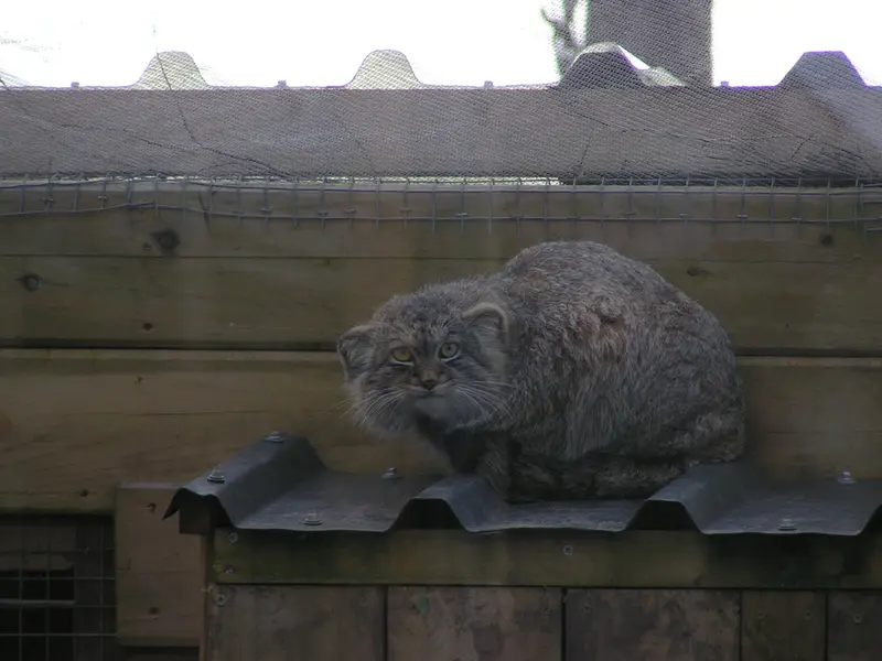 Фотография Алтая в Лэйклэнде Вайлдлайф Оазисе
