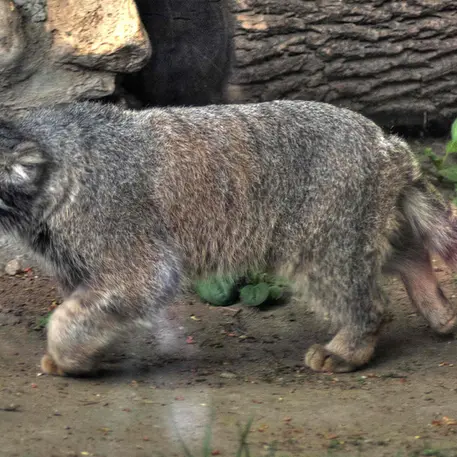 Фотография Дарлая в Московском Зоопарке