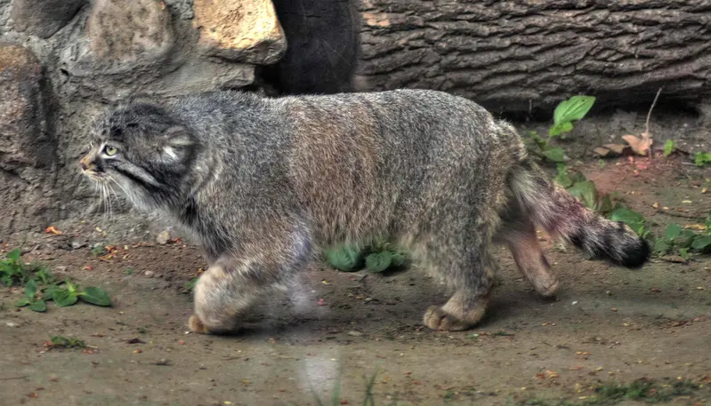 Фотография Дарлая в Московском Зоопарке