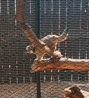 Фотография Каза в Зоопарке Великих равнин