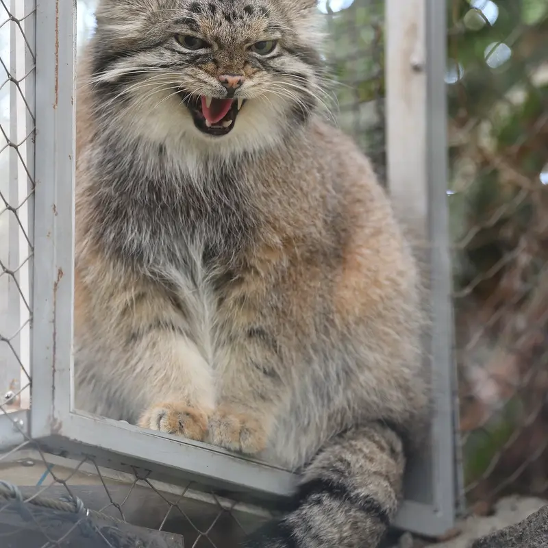 Фотография Аз в Царстве Животных Кобе