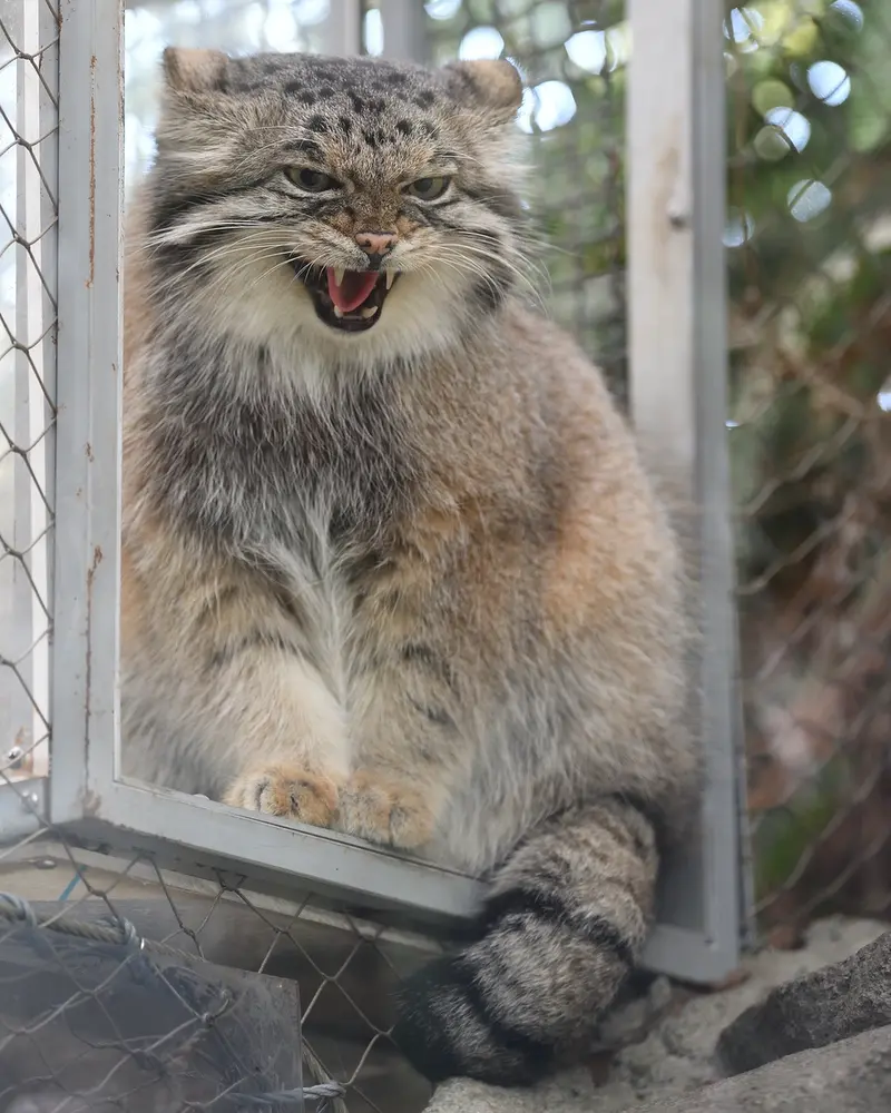 Фотография Аз в Царстве Животных Кобе