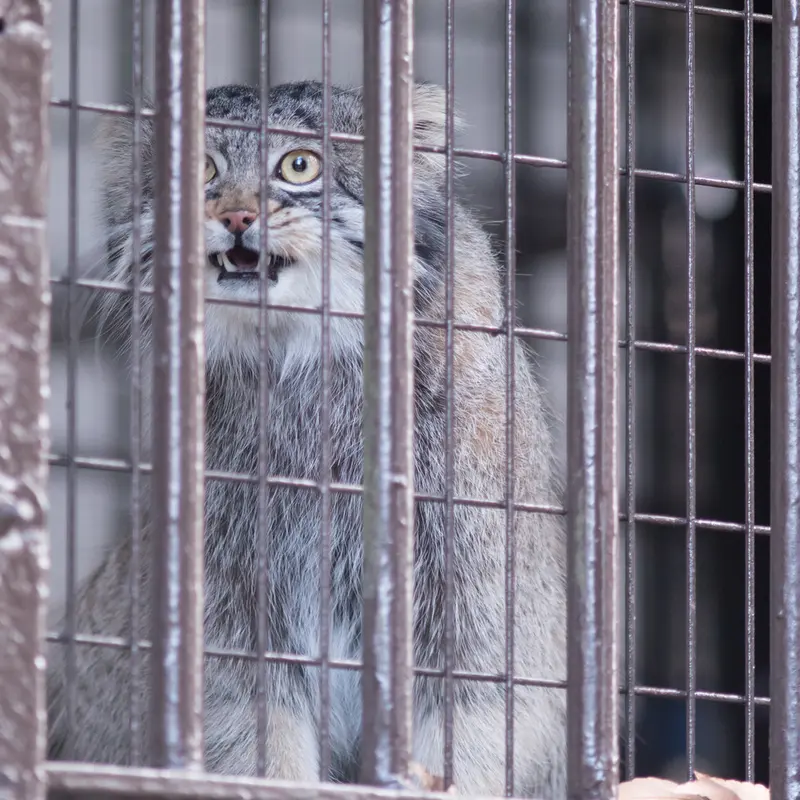 Фотография Фиги в Зоопарке Ногеяме