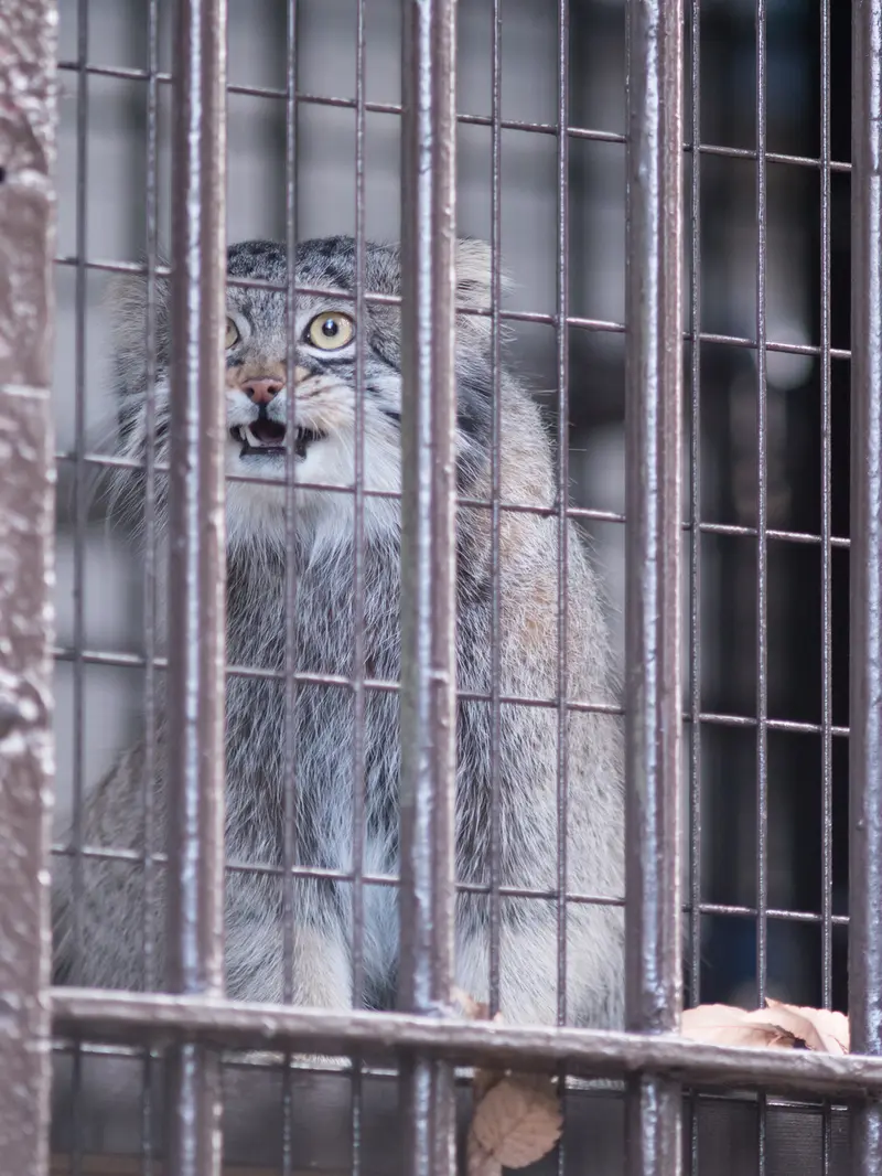 Фотография Фиги в Зоопарке Ногеяме