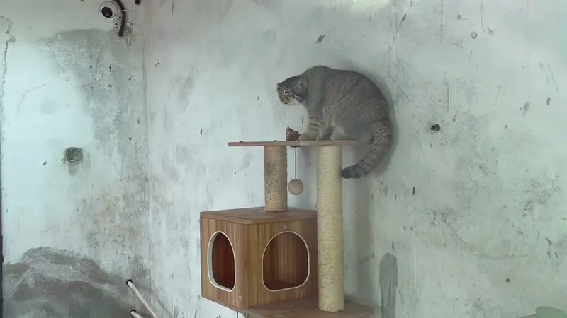 Видео Суня Саньлана в Зоопарке дикой природы Цинхай-Тибетского нагорья