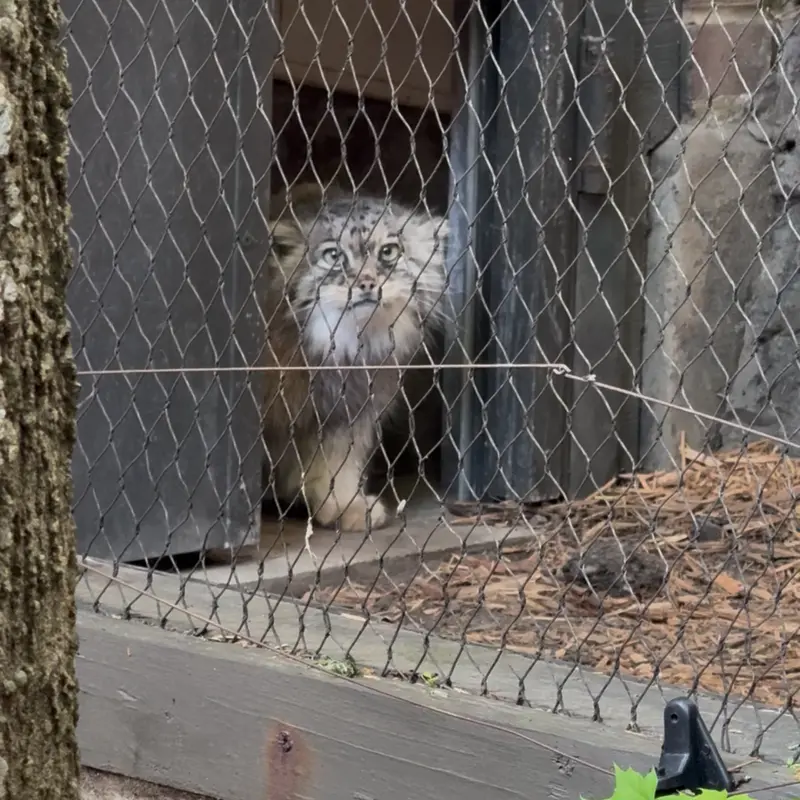 Фотография Сарнай в Зоопарке Проспект-парка
