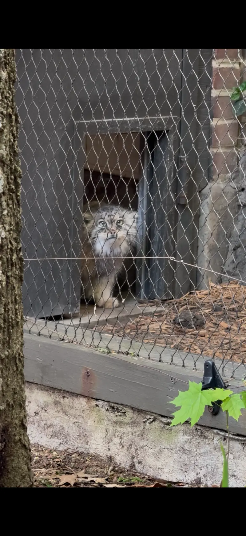Фотография Сарнай в Зоопарке Проспект-парка