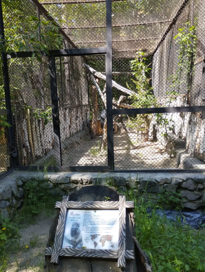 Фотография с манулом в Новосибирском Зоопарке