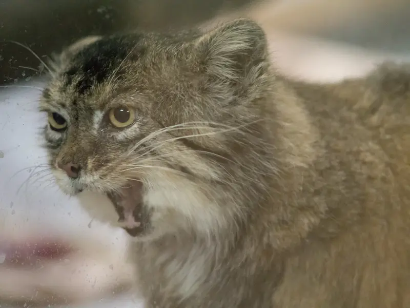 Фотография Примулы в Зоопарке Уено