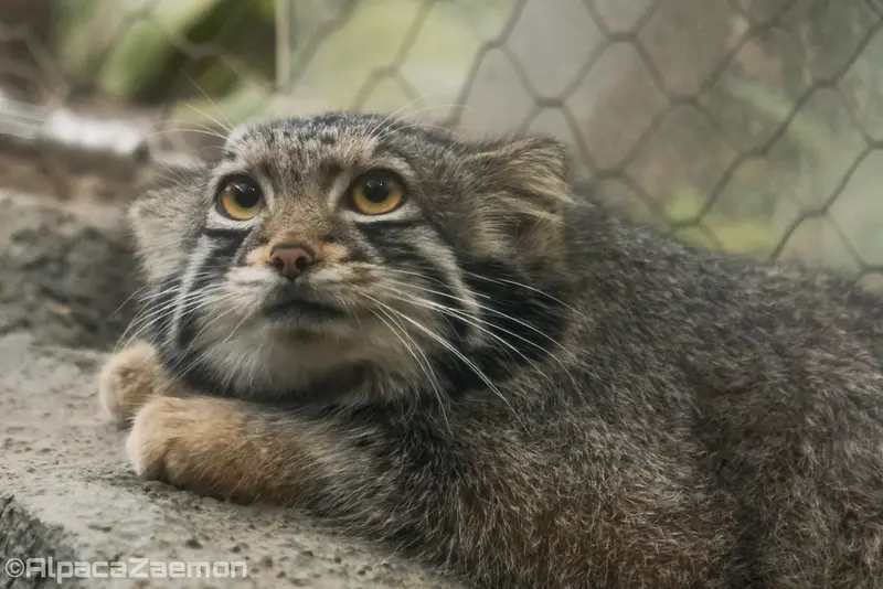 Фотография Ото в Царстве Животных Кобе