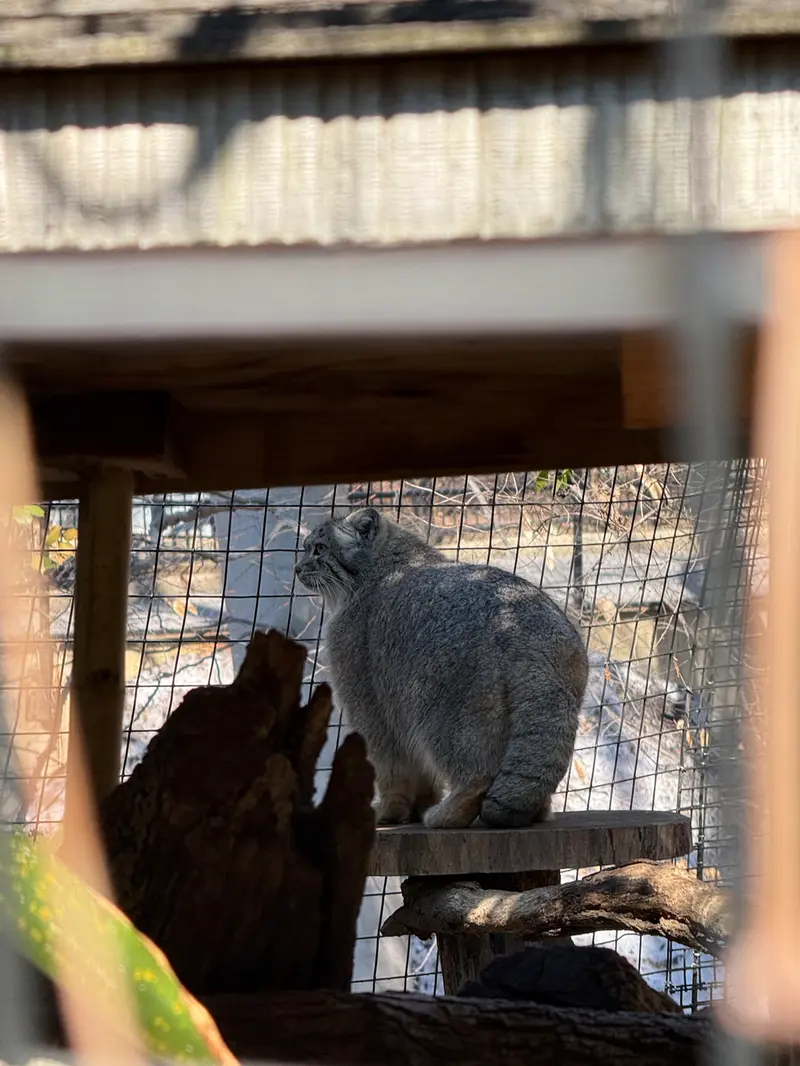 Фотография Себы в Смитсоновском Национальном Зоопарке
