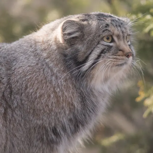 Фотография Нагому в Царстве Животных Насу