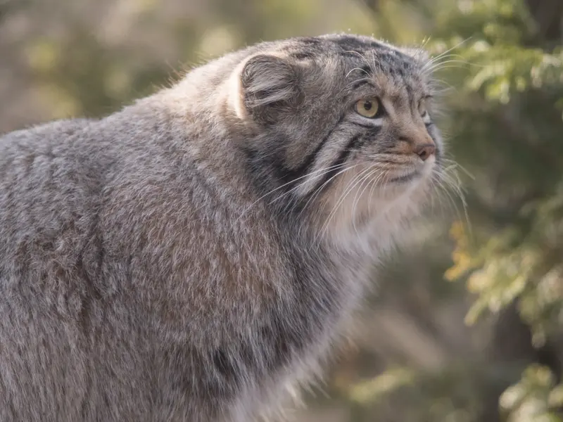 Фотография Нагому в Царстве Животных Насу