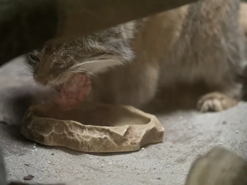 Фотография Примулы в Зоопарке Уено