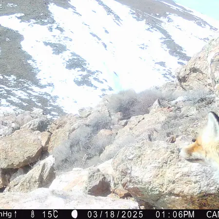 Фотография Рыжаи Лисица с фотоловушки Жунды 2