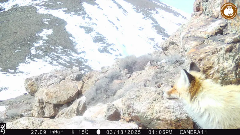 Фотография Рыжаи Лисица с фотоловушки Жунды 2 [новинка]