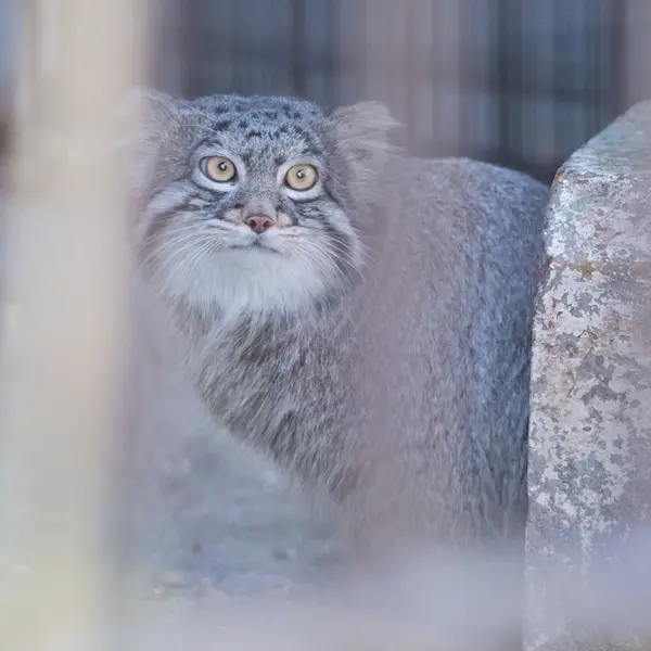 Фотография Фиги в Зоопарке Ногеяме