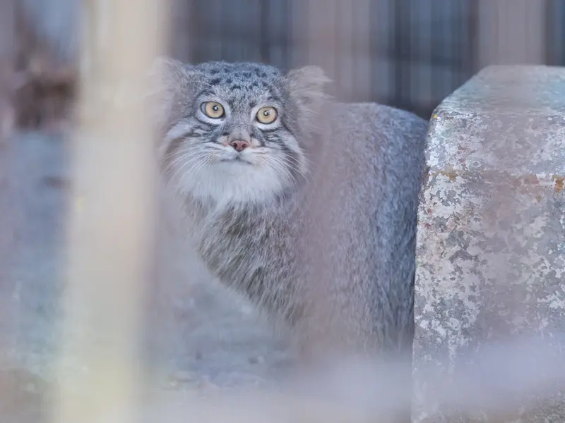 Фотография Фиги в Зоопарке Ногеяме