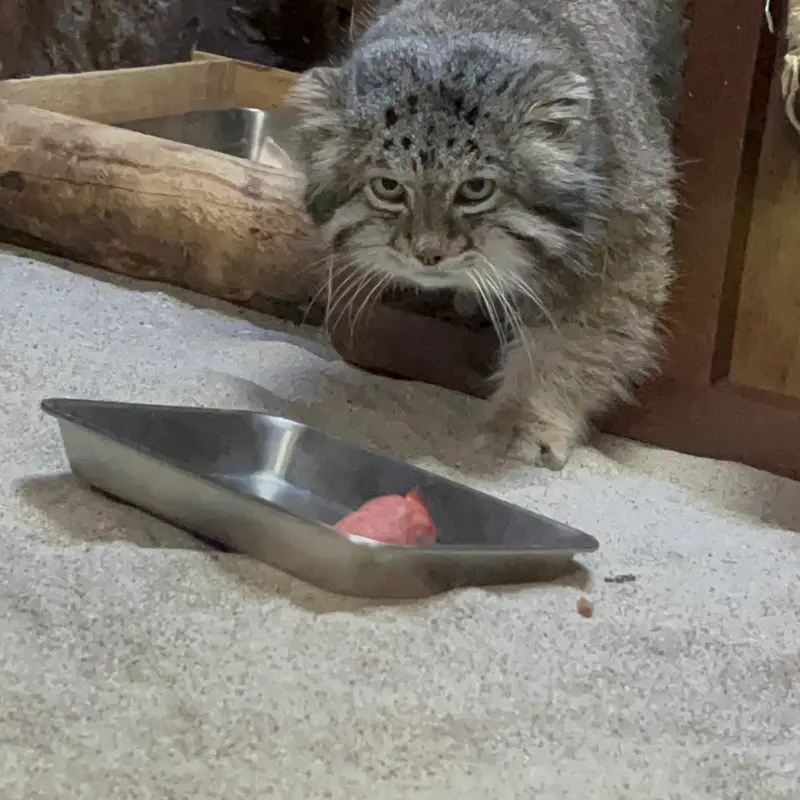 Фотография Клёна в Зоопарке Уено