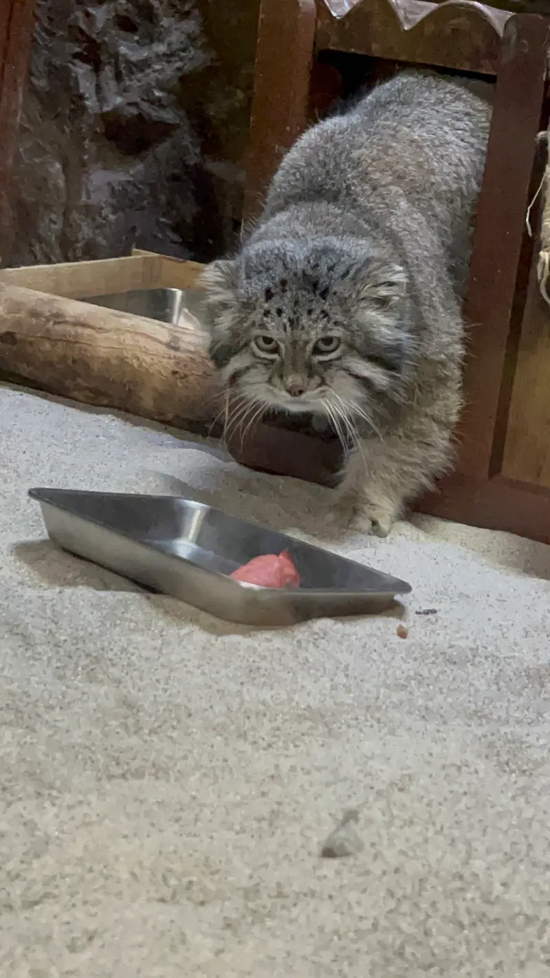 Фотография Клёна в Зоопарке Уено