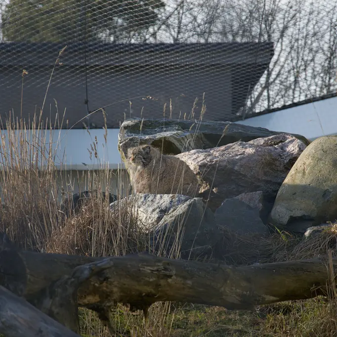 Фотография Мими в Зоопарке Коркеасаари