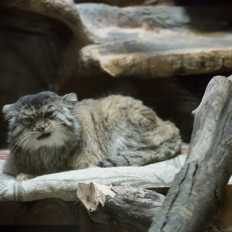 Фотография Примулы в Зоопарке Уено