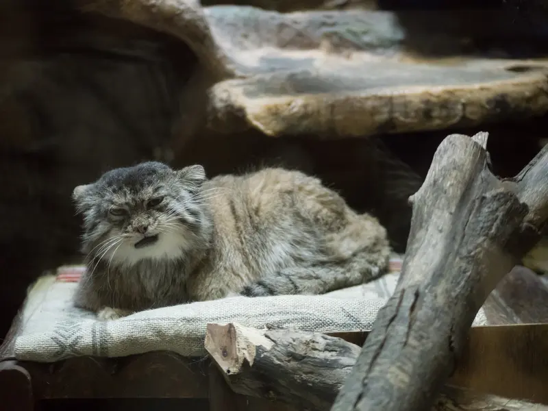 Фотография Примулы в Зоопарке Уено