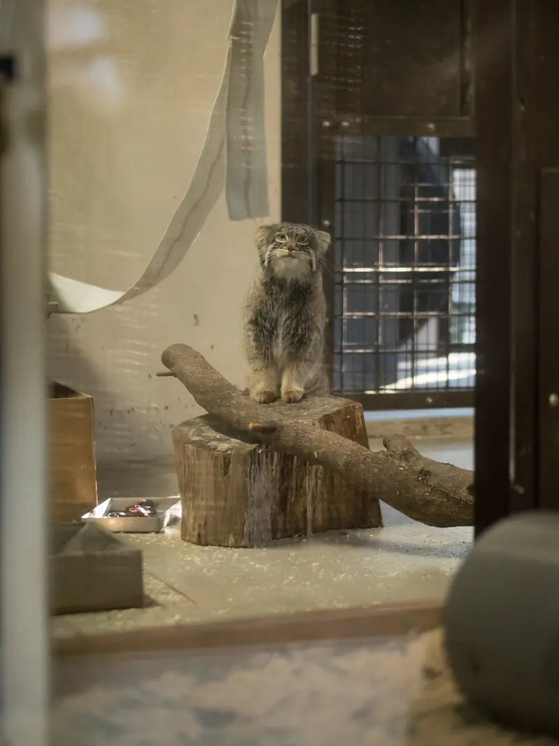 Фотография Фиги в Зоопарке Ногеяме