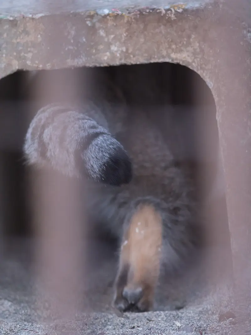 Фотография Фиги в Зоопарке Ногеяме