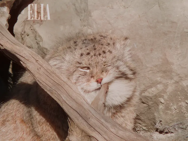 Фотография Олафа в Зоопарке Калгари / Институте Уайлдере