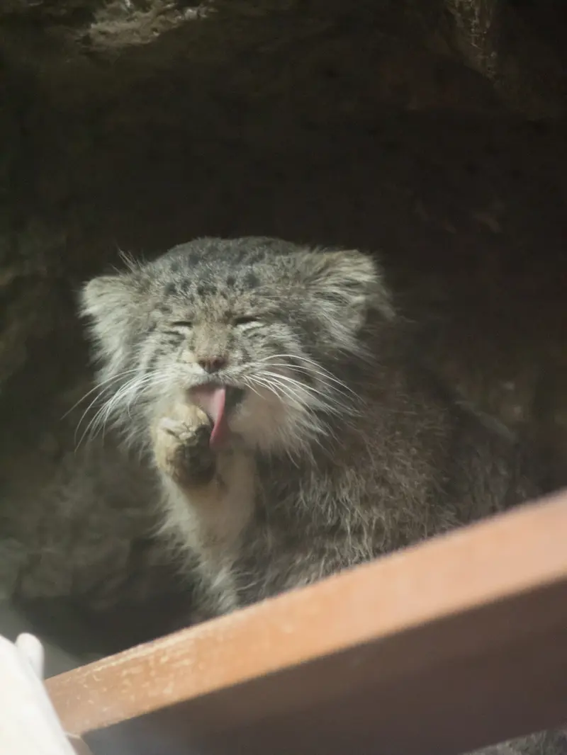 Фотография Клёна в Зоопарке Уено