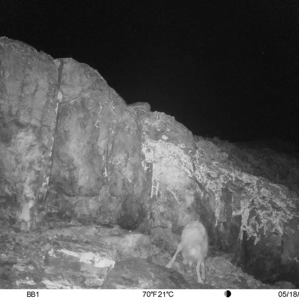 Фотография Рыжаи Лисица с фотоловушки Актас-Кункора