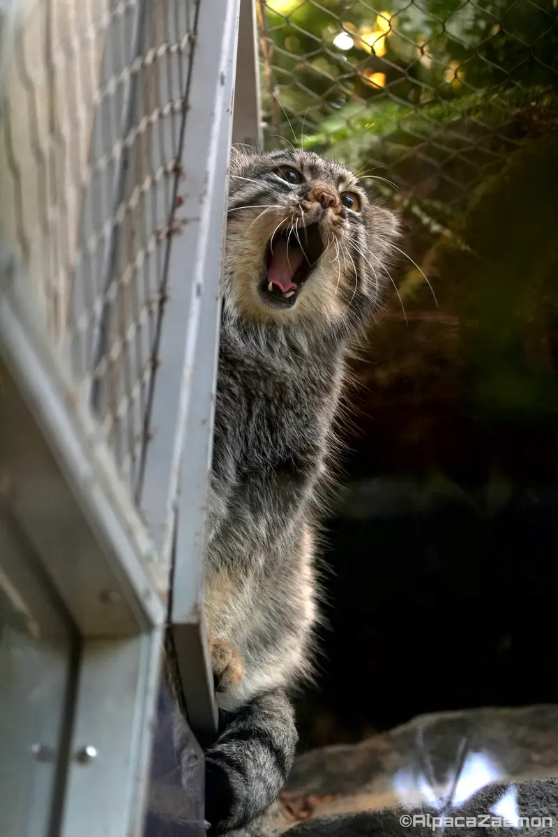 Фотография Мей в Царстве Животных Кобе