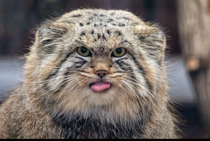 Фотография Шу в Ленинградском Зоопарке