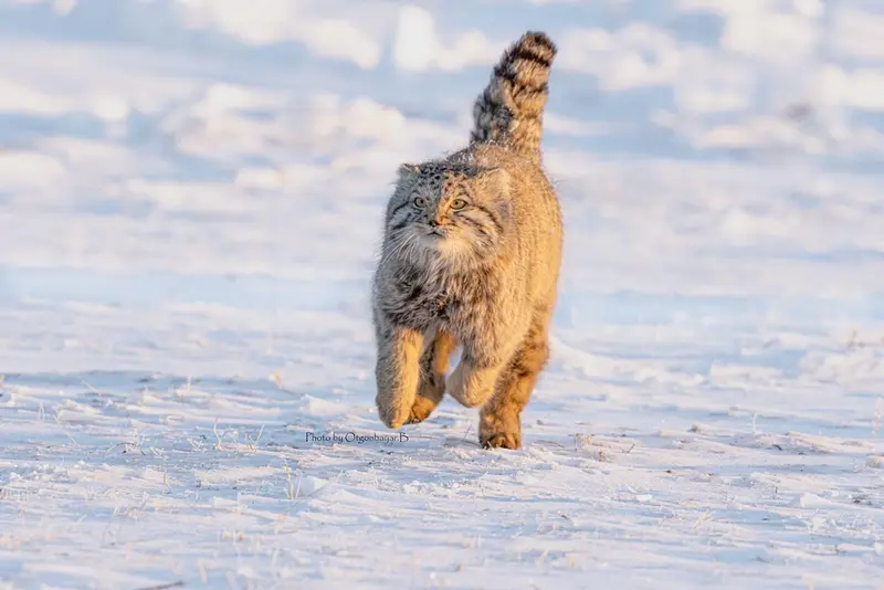 Фотография с манулом
