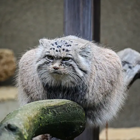 Фотография Марса в Таллинском Зоопарке