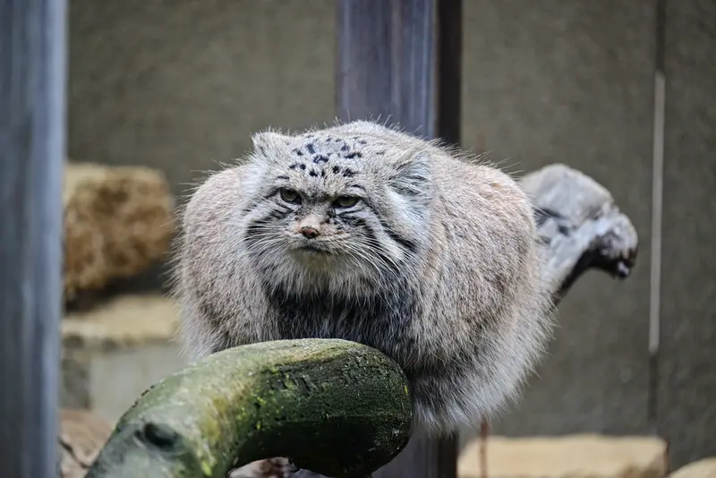 Фотография Марса в Таллинском Зоопарке