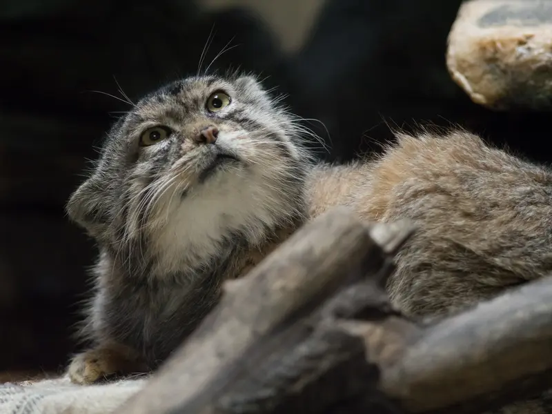 Фотография Примулы в Зоопарке Уено