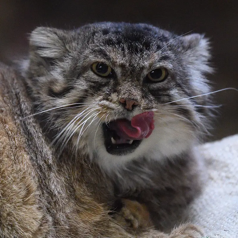 Фотография Примулы в Зоопарке Уено