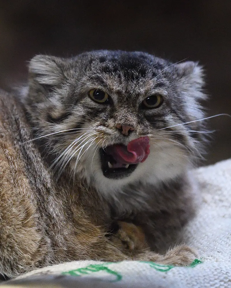 Фотография Примулы в Зоопарке Уено