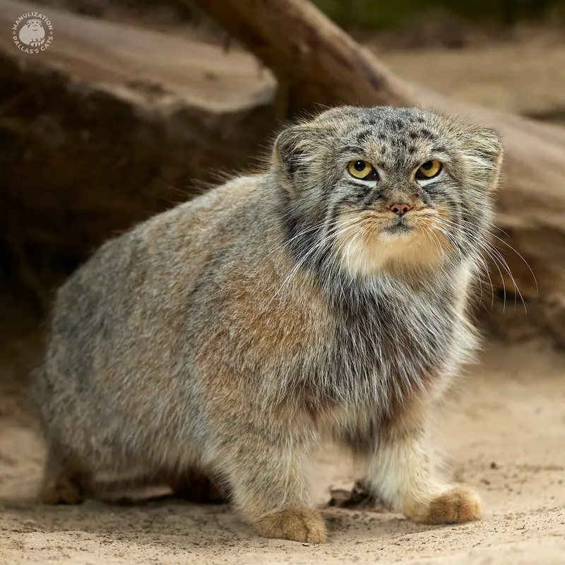 Фотография Алтаны в Ла Торбиере