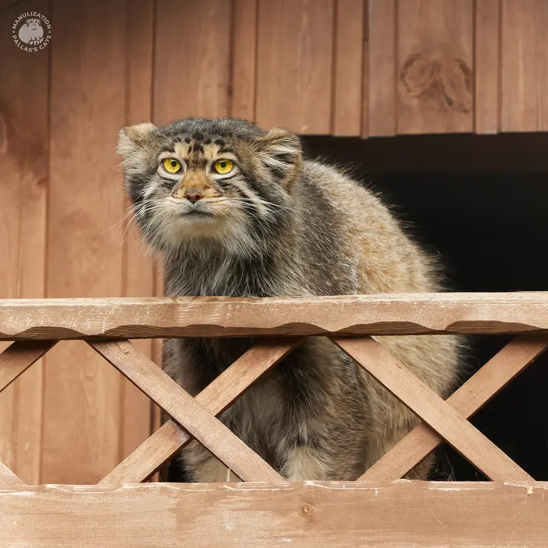 Фотография Алтая в Ижевском Зоопарке