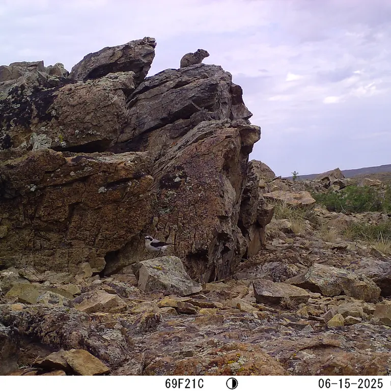 Фотография Казахской пищухи с фотоловушки Карашокы [новинка]
