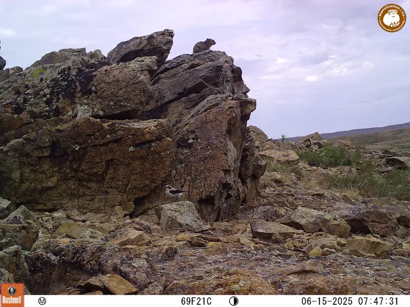 Фотография Казахской пищухи с фотоловушки Карашокы [новинка]