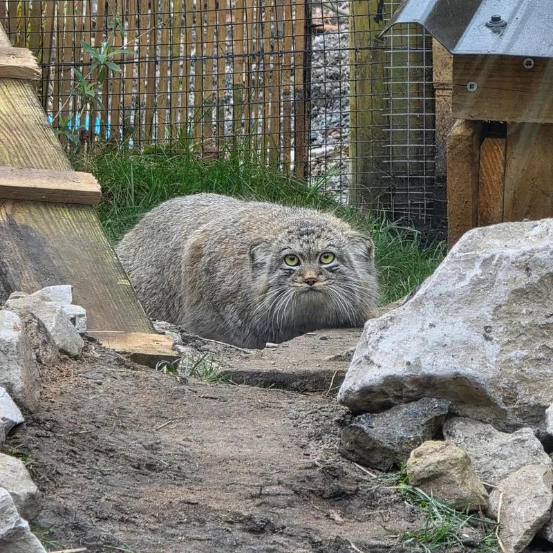 Фотография с манулом