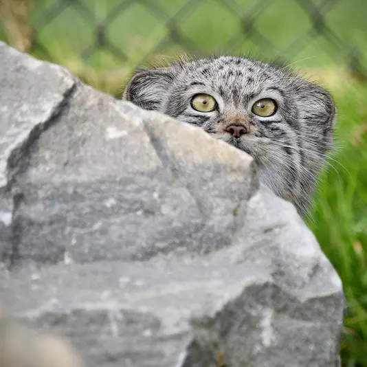 Фотография Хараа в Парке диких животных Порт-Лимпн