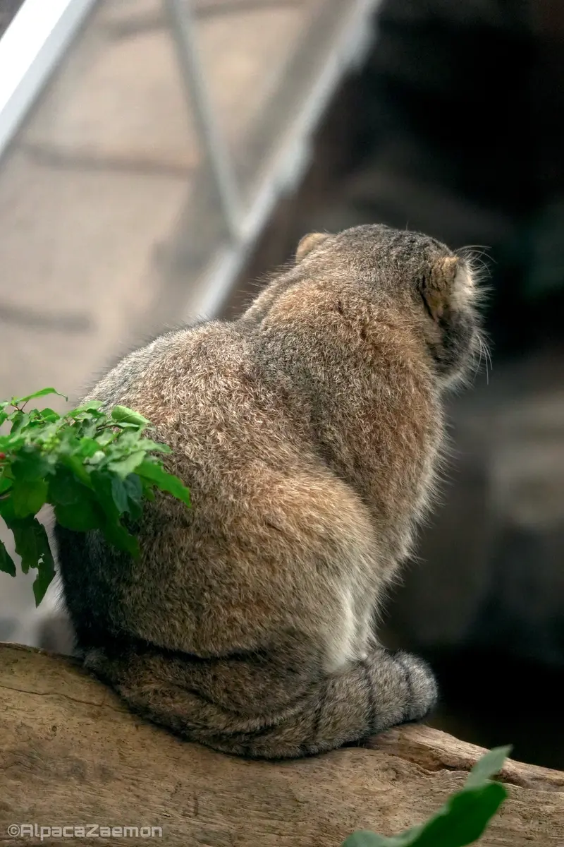 Фотография Нара в Царстве Животных Кобе