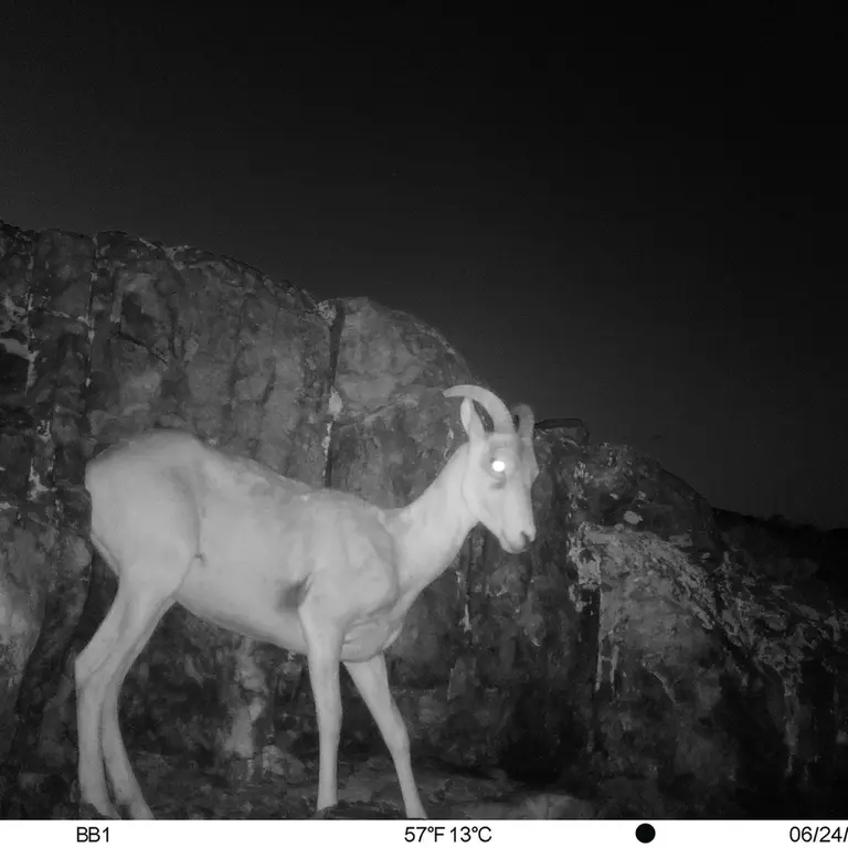 Фотография Аргали с фотоловушки Актас-Кункора [новинка]