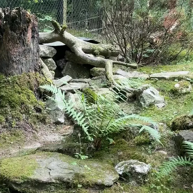 Фотография с манулом в Зоопарке Опель
