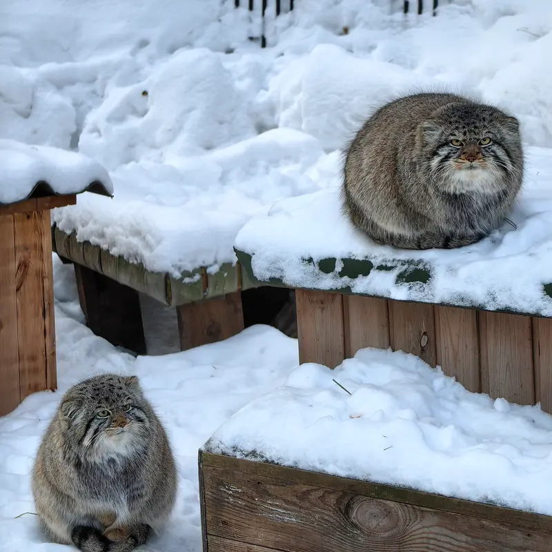 Фотография Евчика 2024 Г.р. Ⅱ и Евчика 2024 Г.р. Ⅳ в Новосибирском Зоопарке